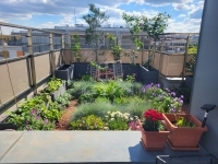 Budapest, XIII. kerület Lakás (téglaépítésű) 39