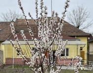 Budapest, XV. kerület Ikerház 9